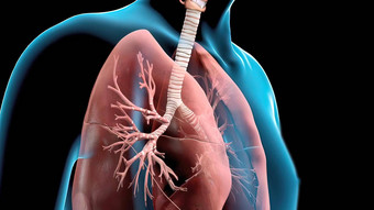 <strong>呼吸系统</strong>器官划分上呼吸束较低的呼吸束