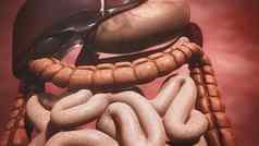 消化系统肠胃肝
