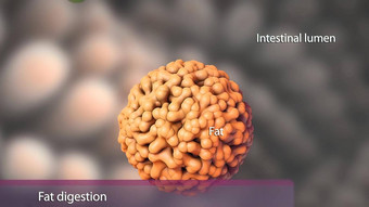 副产品脂肪<strong>消化</strong>直接吸收胃