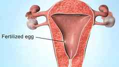 受精精子细胞成功满足蛋细胞法罗皮奥氏管