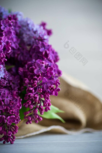 花束美丽的春天紫丁香黑<strong>暗紫色</strong>的颜色