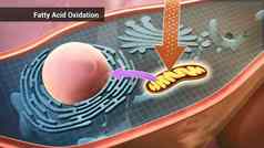 高脂肪的酸氧化线粒体有氧过程转换高脂肪的酸乙酰基