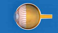 医疗眼睛解剖学