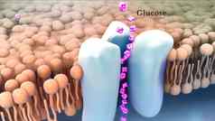 机制行动胰岛素葡萄糖人类胰岛素结构分子