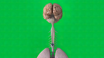 绿色背景大脑肺