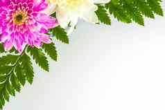 粉红色的白色菊花蕨类植物叶子花花束
