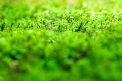 新鲜绿色莫斯日益增长的地板上水滴阳光
