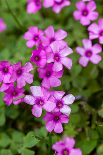 紫色的花草地春天