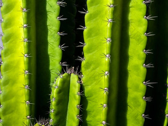 绿色背景丰满茎有尖刺的刺昙花,秘鲁仙人掌图片