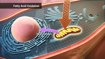 高脂肪的酸氧化线粒体有氧过程转换高脂肪的酸乙酰基