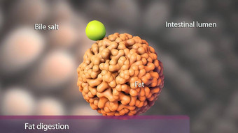 副产品脂肪<strong>消化</strong>直接吸收胃