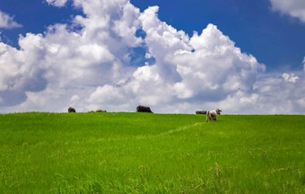 牛场吃草照片牛绿色场蓝色的天空复制空间绿色场牛吃草美丽的蓝色的天空
