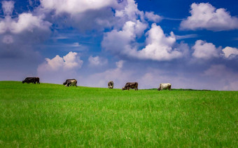 牛场吃草牛绿色场蓝色的天空复制空间绿色场牛吃草美丽的蓝色的天空