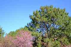 松树野生喜玛拉雅樱花樱桃开花花盛开的粉红色的植物区系树