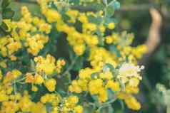 黄色的珍珠金合欢花盛开的植物区系