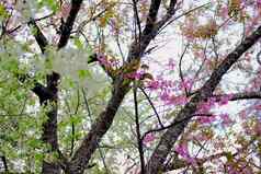 野生喜玛拉雅樱花樱桃开花花盛开的粉红色的白色植物区系树