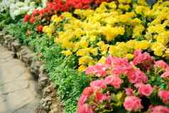 盛开的秋海棠属植物日益增长的花花园