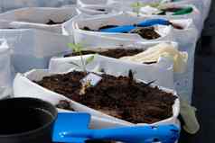 土壤种植能日益增长的移植植物幼苗农场