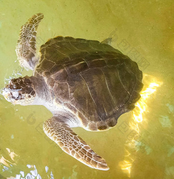 绿色海乌龟玳瑁海乌龟笨蛋海乌龟游泳