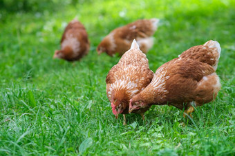 红色的母鸡啃食绿色草提高家禽