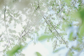 野生喜玛拉雅樱花樱桃开花花盛开的白色植物区系树