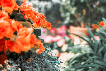 盛开的橙色<strong>秋海棠</strong>属植物日益增长的花花园