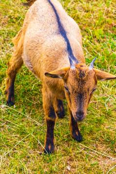 年轻的可爱的山羊农场蠕虫山山哈尔茨德国