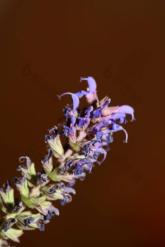 花开花鼠尾草nemorosa家庭唇形科关闭植物背景<strong>高质量</strong>大大小打印首页装饰<strong>农业</strong>植物