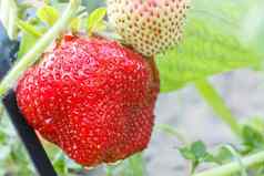 关闭草莓日益增长的布什花园