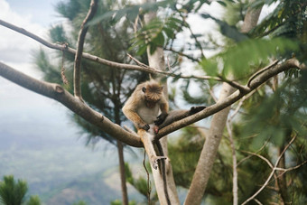 猴子坐在<strong>树</strong>猴子热带<strong>森林植</strong>被野生动物<strong>场景</strong>