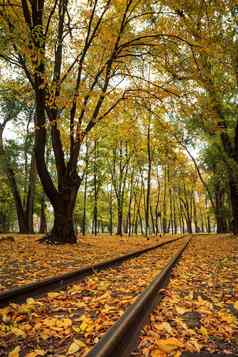 Rails城市公园树下降黄色的秋天叶子