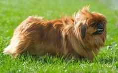 狗品种北京人的绿色草毛发粗浓杂乱的上了年纪的北京人的红色的颜色