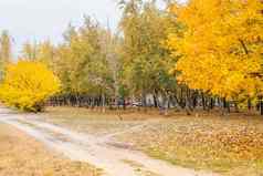 树黄色的叶子城市公园秋天一天