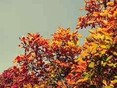 树灌木红色的黄色的叶子森林秋天