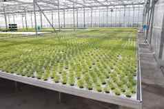 日益增长的植物温室培养盆栽植物温室条件