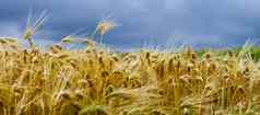 黑麦粮食收获黑麦场景观