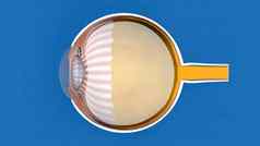 解剖学结构眼睛