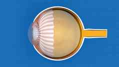 解剖学结构眼睛