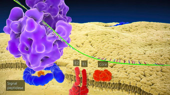 核糖体太太rdna太太序列代码核糖体RNA