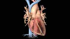 人类循环系统医学上准确的心徒劳无功动脉