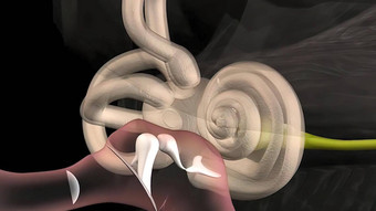 解剖学人类耳朵耳朵结构输入声音耳朵运河