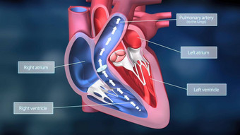 heartwork系统泵血人类身体