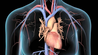 人类循环系统医学上准确的心徒劳无功动脉