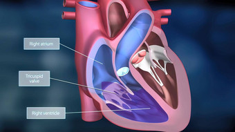 heartwork系统泵血人类身体
