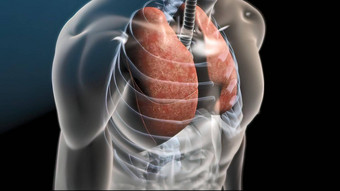 <strong>肺</strong>器官位于胸腔胸腔