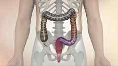 人类消化系统部分大肠