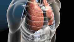 肺器官位于胸腔胸腔