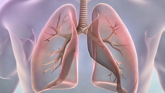 结构人类肺工作系统呼吸系统