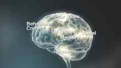 多莉内部人类头大脑神经元突触