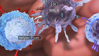 助手细胞细胞细胞cd-positive细胞类型细胞玩重要的角色免疫系统